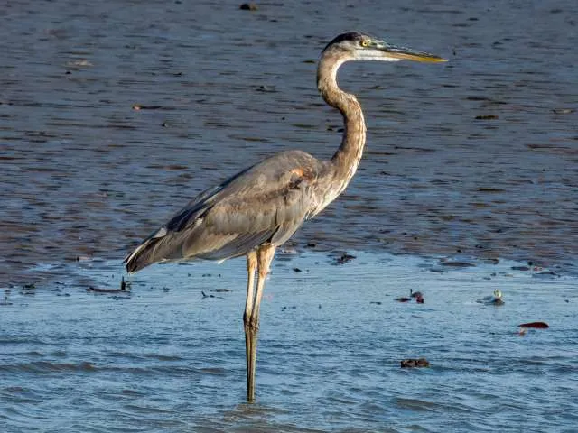 Very large heron with blue, grey and white plumage.