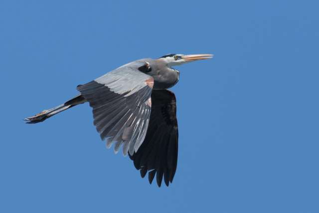 Very large heron with blue, grey and white plumage.