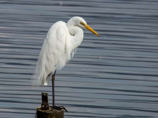 Elegant, large waterbird with pure white plumage and yellow bill.