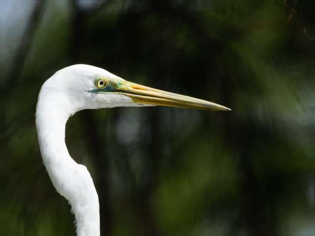 Elegant, large waterbird with pure white plumage and yellow bill.