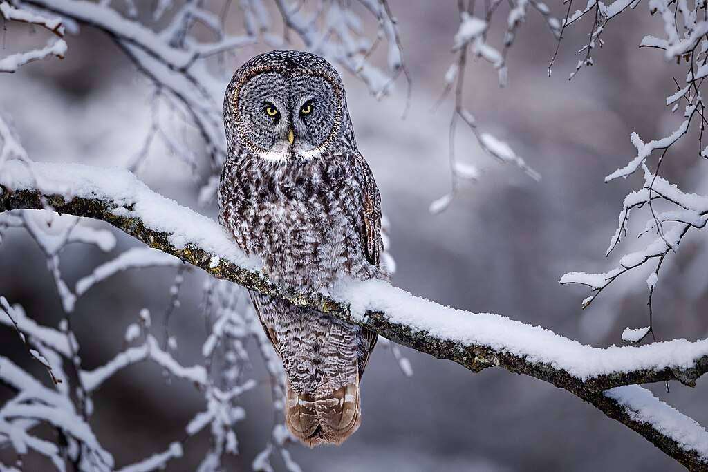 Great Gray Owl in snowy forest