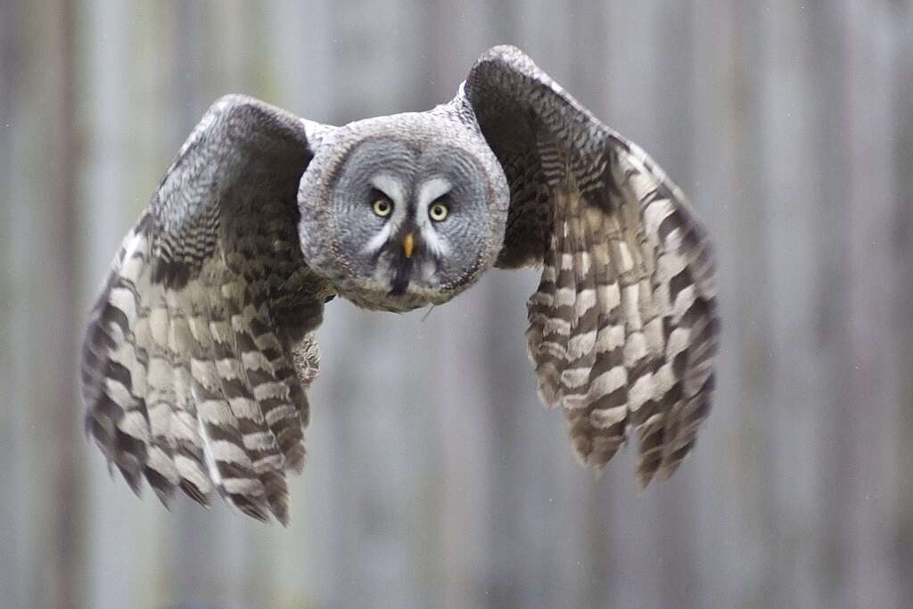 Great Gray Owl in flight
