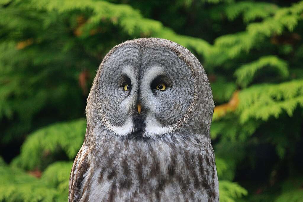 Great Gray Owl close up of head