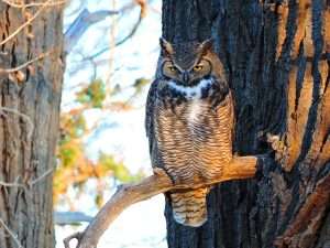 Great Horned Owl sitting on a branch