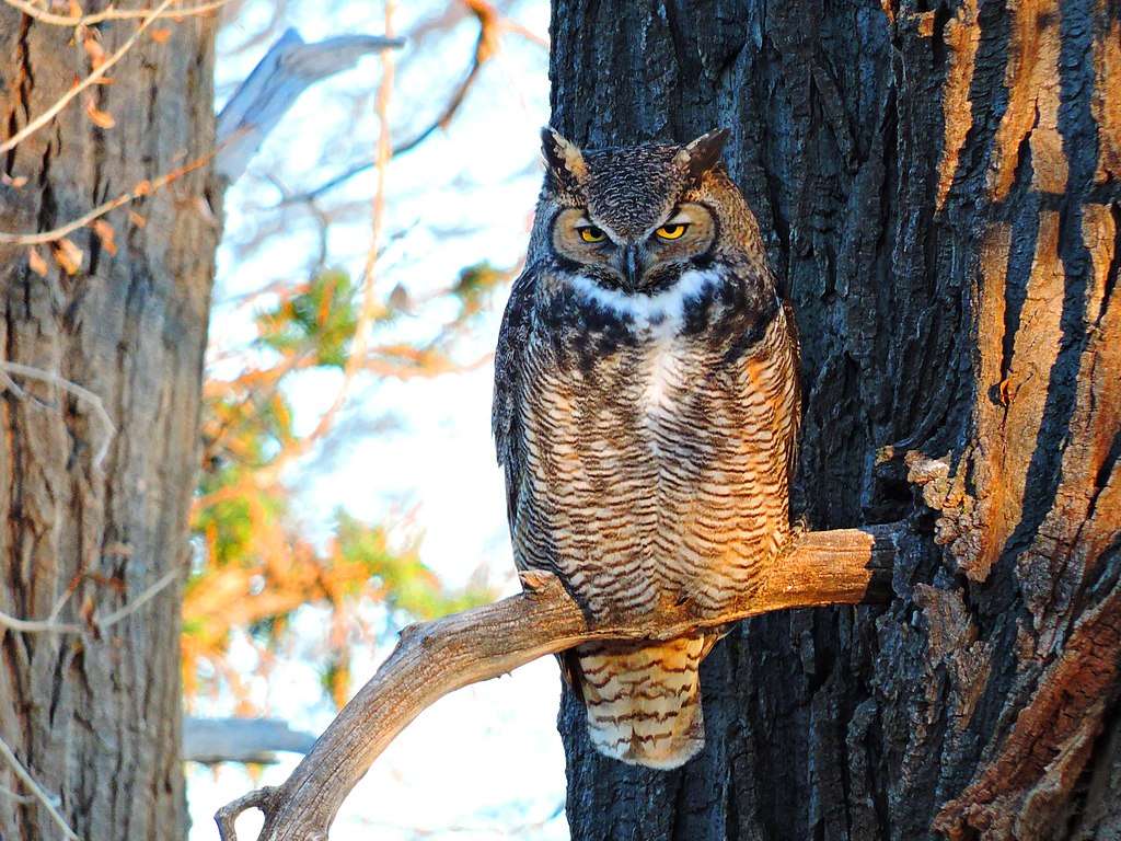 Great Horned Owl sitting on a branch