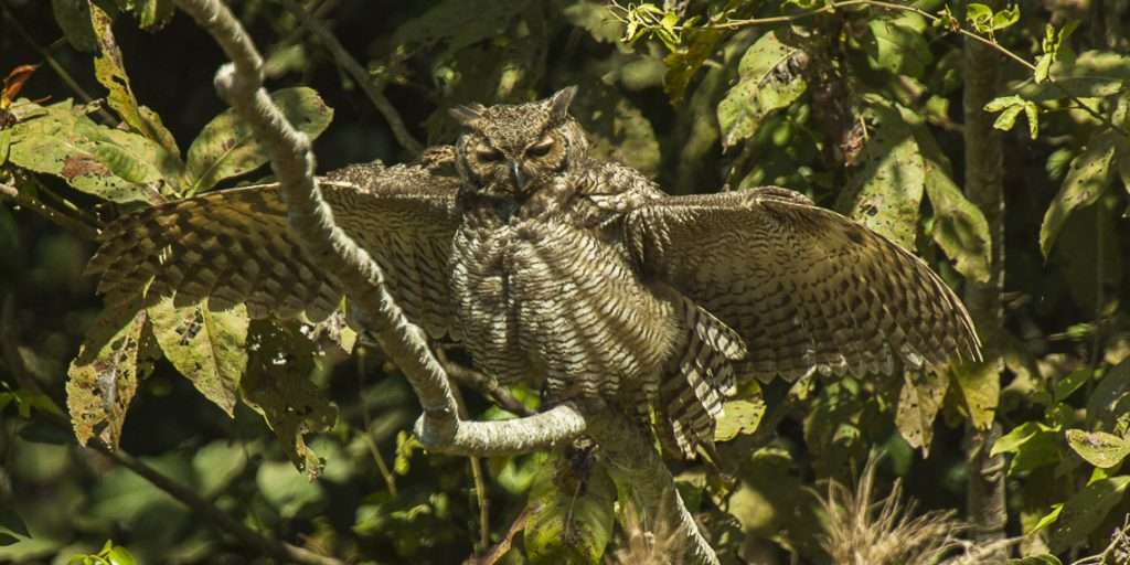Great Horned Owl with wings extended