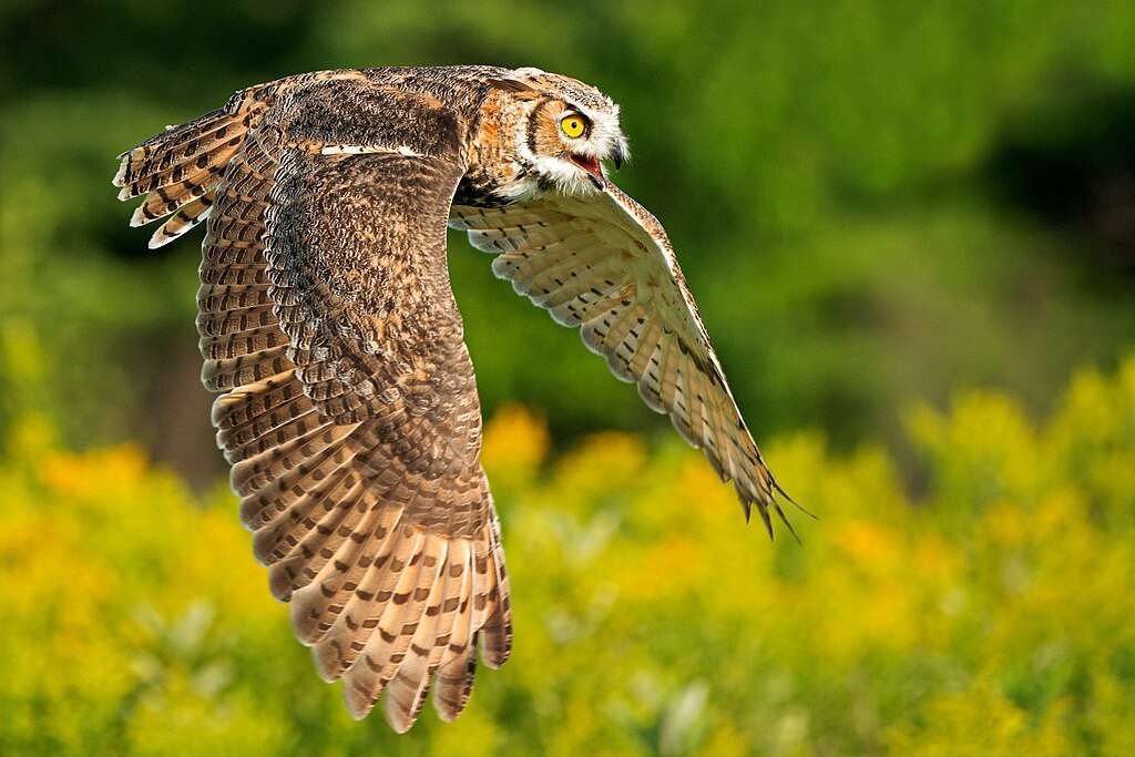 Great Horned Owl in flight
