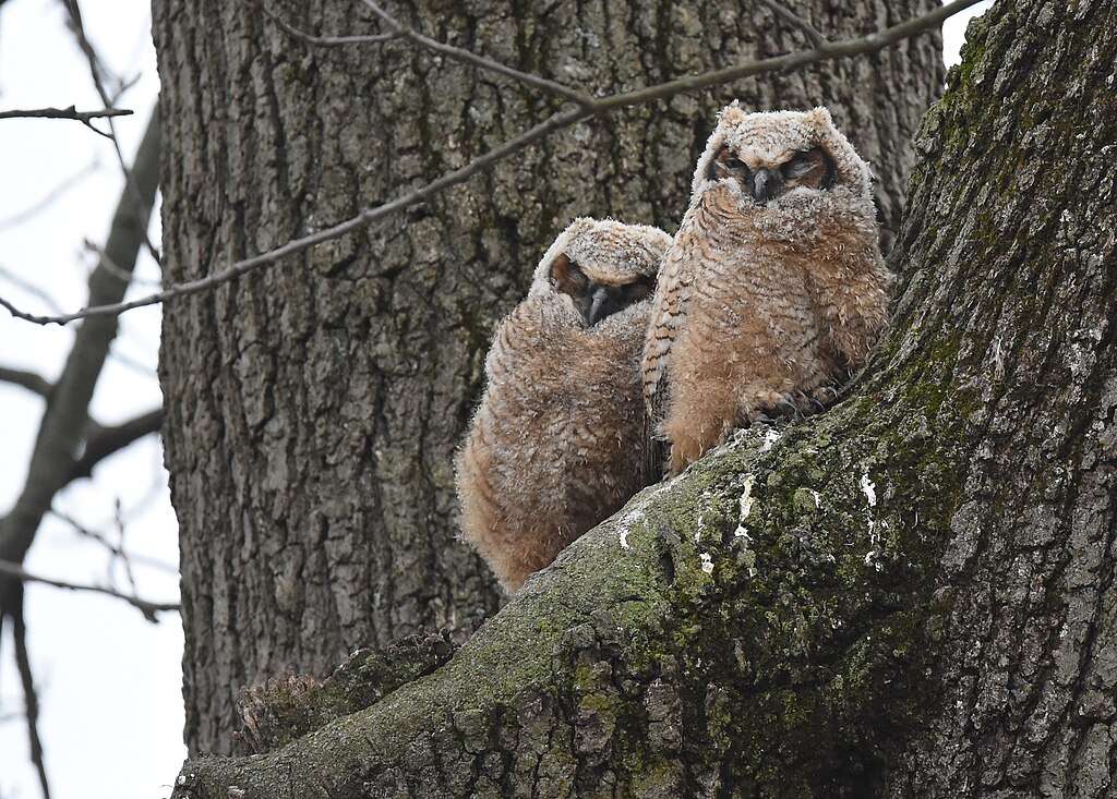 Pair of Great Horned Owl chicks sitting in a tree