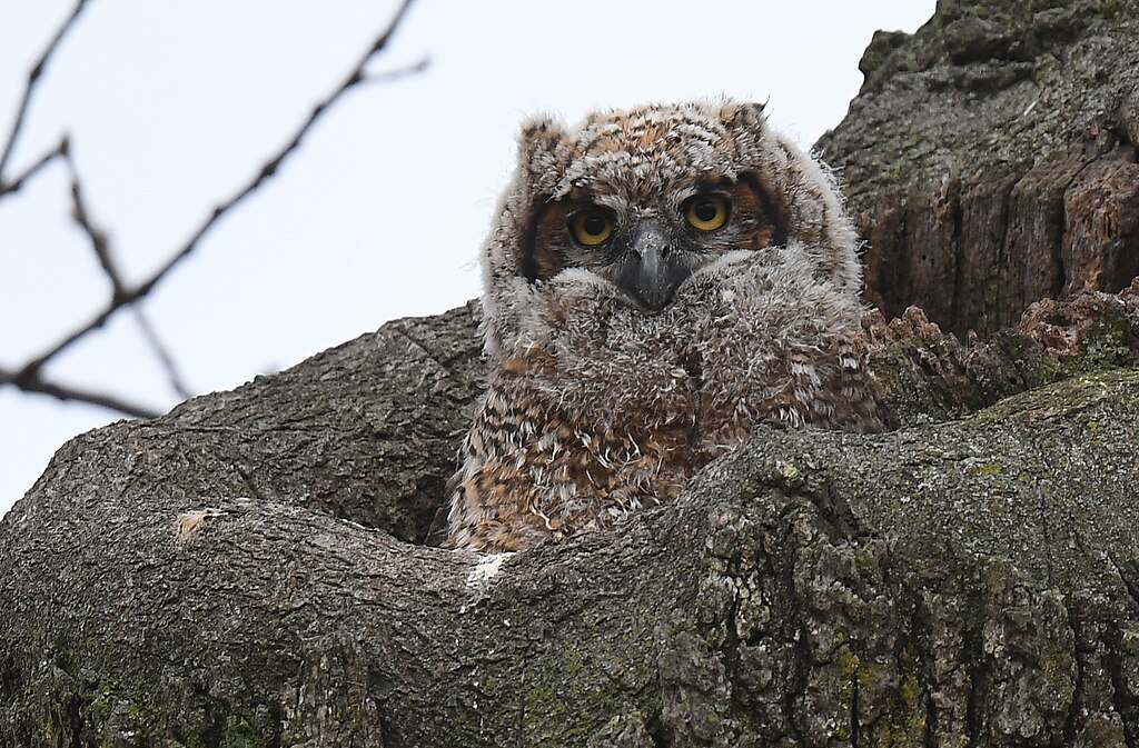 Great Horned Owl chick in a tree cavity