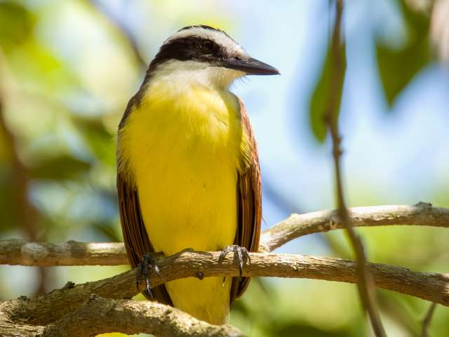 Large bright yellow flycatcher with white head and thick black stripe through the eye,