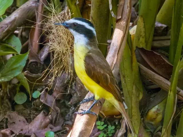 Large flycatcher with brown back, yellow front and black and white head.