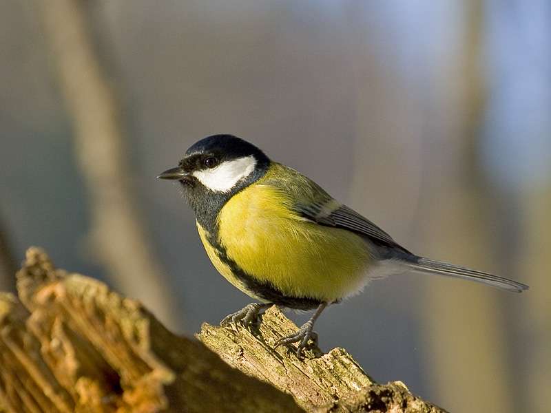 Small bird whith yellow body, black head and white cheeks.