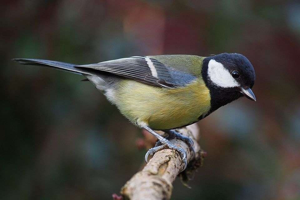 Small bird whith yellow body, black head and white cheeks.