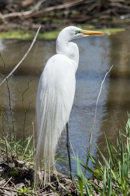 Elegant, large waterbird with pure white plumage and yellow bill.
