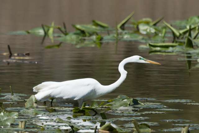 Elegant, large waterbird with pure white plumage and yellow bill.