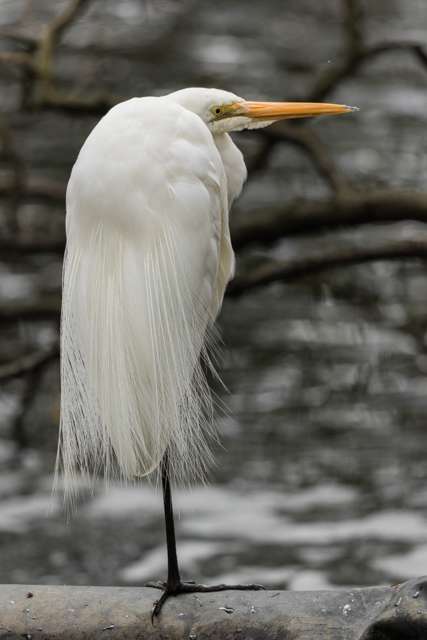 Elegant, large waterbird with pure white plumage and yellow bill.