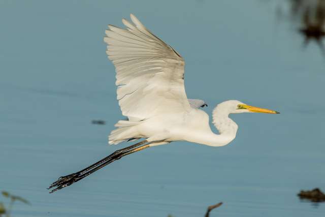 Elegant, large waterbird with pure white plumage and yellow bill. Bird is in flight.