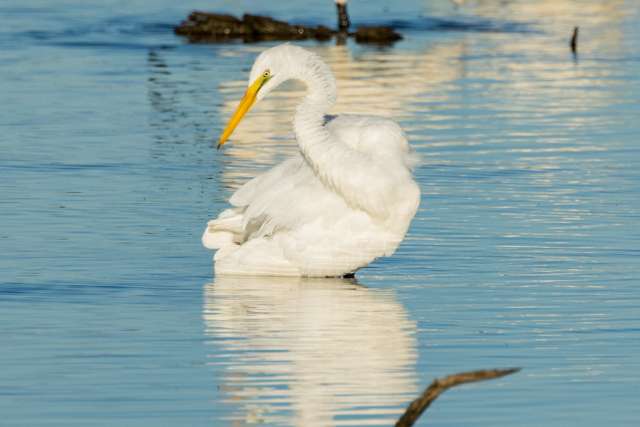 Elegant, large waterbird with pure white plumage and yellow bill.