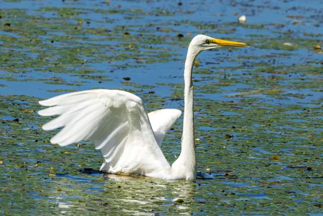 Elegant, large waterbird with pure white plumage and yellow bill.