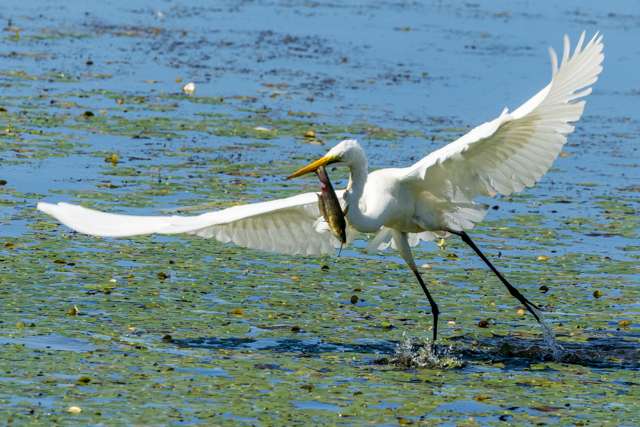 Elegant, large waterbird with pure white plumage and yellow bill. The bird is catching a fish.