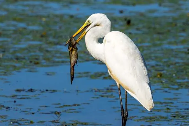 Elegant, large waterbird with pure white plumage and yellow bill. The bird has a fish in its mouth.