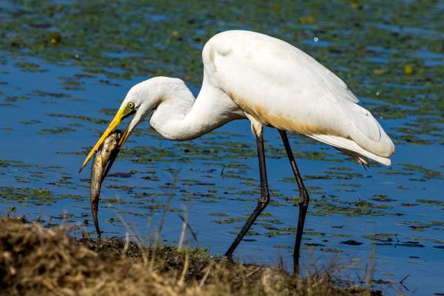 Elegant, large waterbird with pure white plumage and yellow bill. The bird has a fish in its mouth.