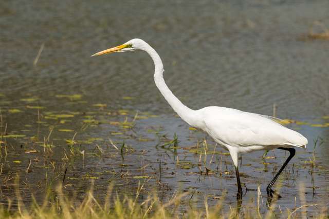 Elegant, large waterbird with pure white plumage and yellow bill.