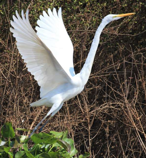 Elegant, large waterbird with pure white plumage and yellow bill.