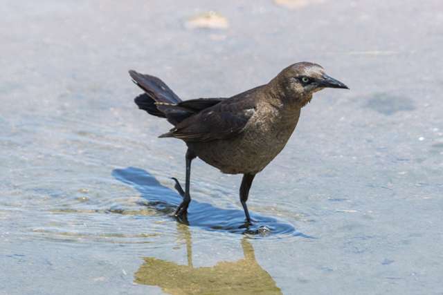 Female Great-tailed Grackle walking through a puddle