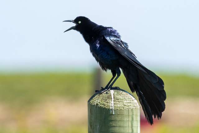 large crow like bird with purple sheen, standing on a post calling loudly