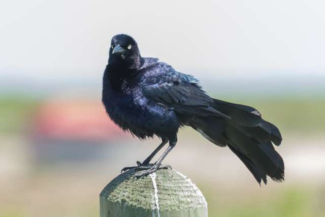 Large crow like dark bird with purple glossy feathers