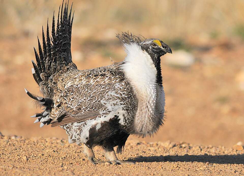 A large chicken like bird with gray, brown and cream fluffed up plumage. It has a yellow stripe over the eye.