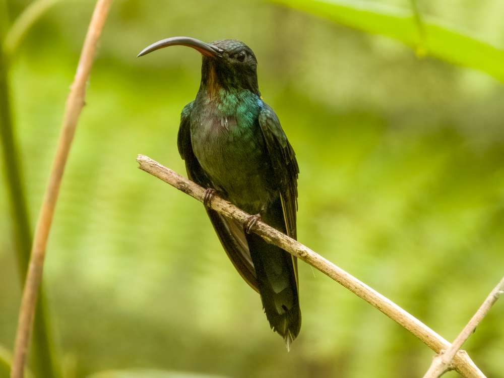 Green Hermit sitting on a stick