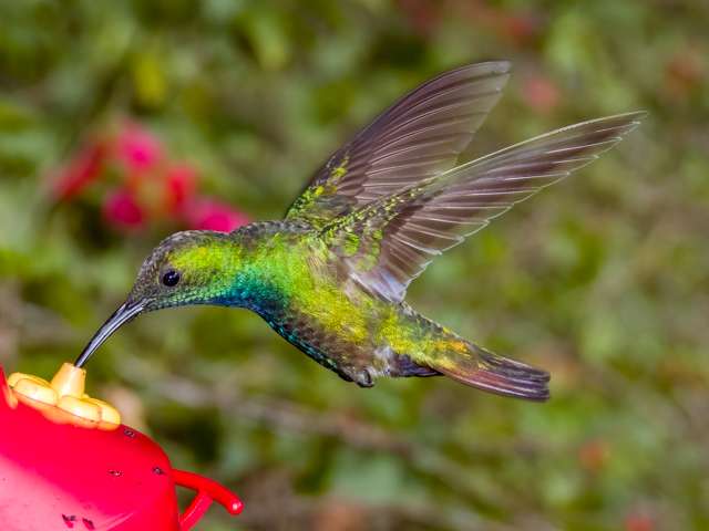Hummingbird in flight at a feeder. It is green with a dark blue breast.