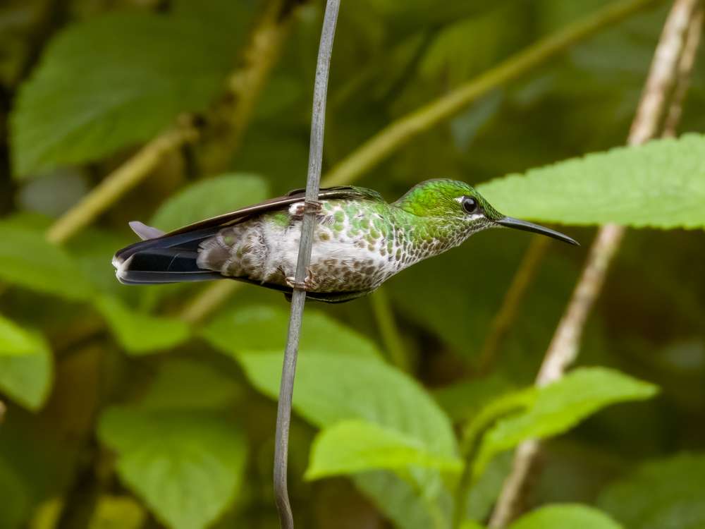 Green-crowned Brilliant on a stick