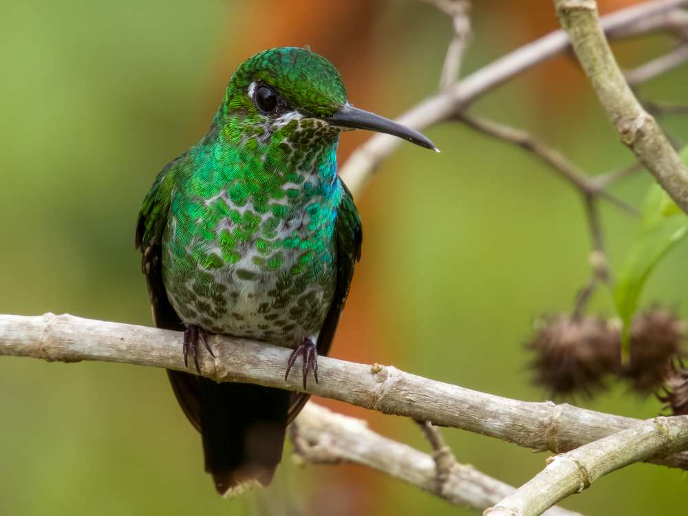 Green-crowned Brilliant on a branch