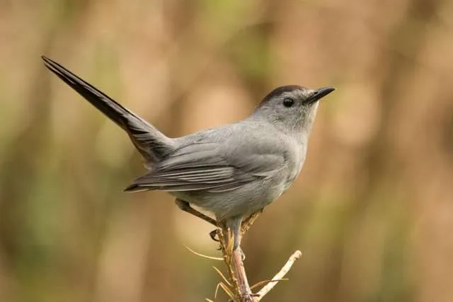 Rather plain gray bird with black cap standing on top of a stick.