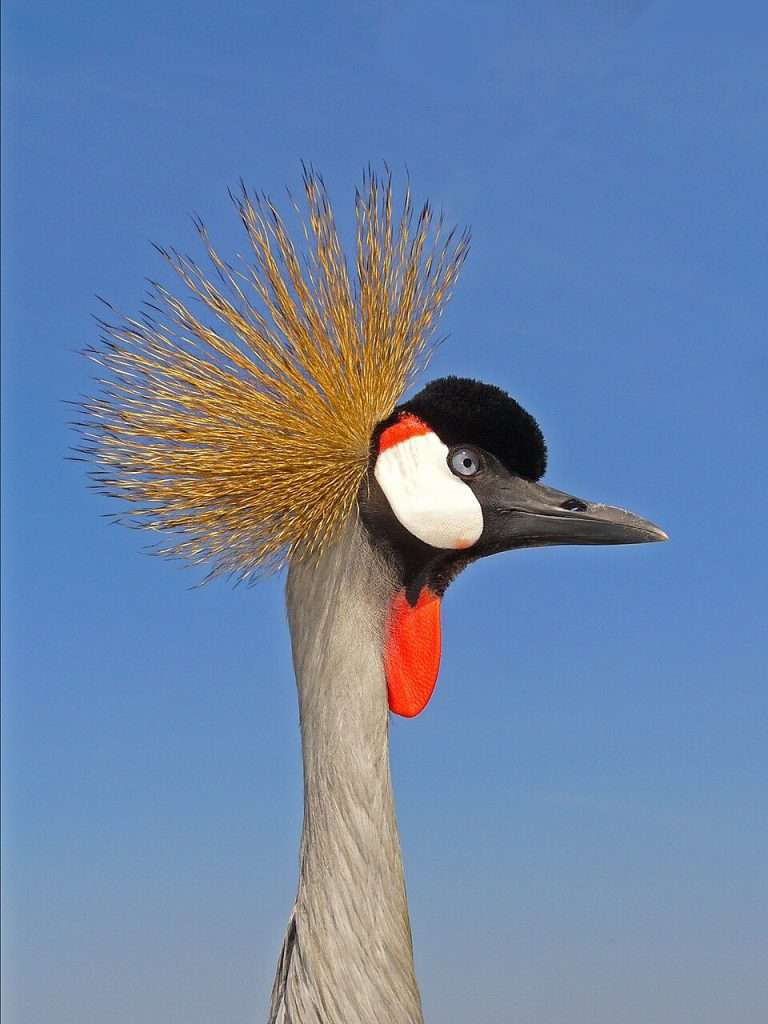 Head shot of a large bird with a black head, white cheeks and red wattles. It has a crown of brown feathers sticking out from tis nape.