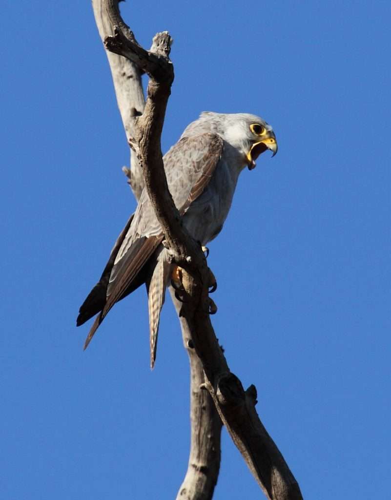 Pale grey bird of prey sitting on a snag. It is called with its mouth wide open.