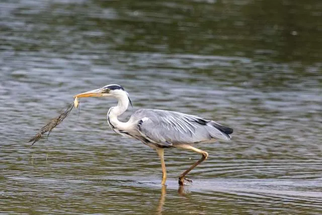 Large grey waterbird with white neck and blue accents.