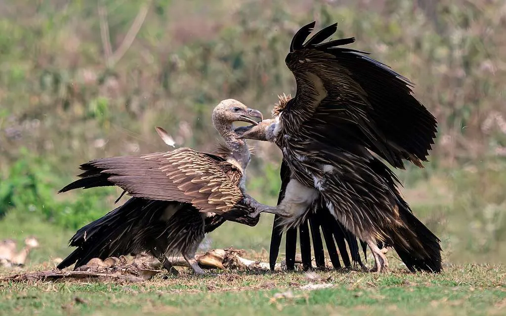 Pair of dark brown vultures fighting.