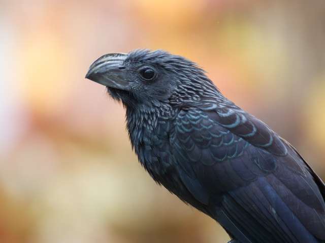 Large black bird with large, flat sided bill with grooves down the side.