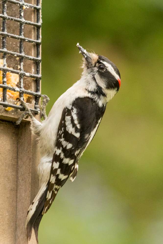 Hairy Woodpecker at a suet feeder