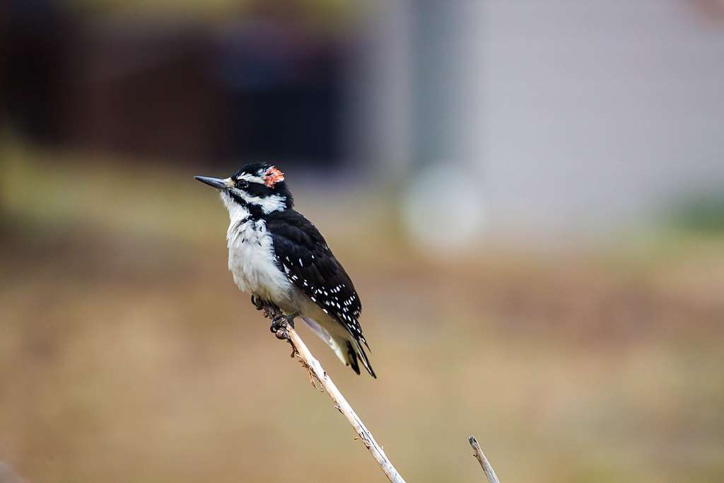 Hairy Woodpecker sitting on a reed
