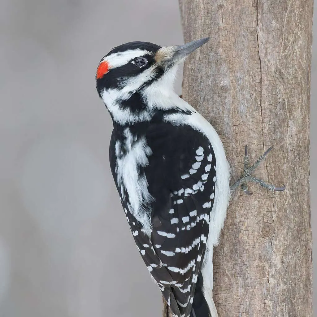 Hairy Woodpecker holding on to a trunk
