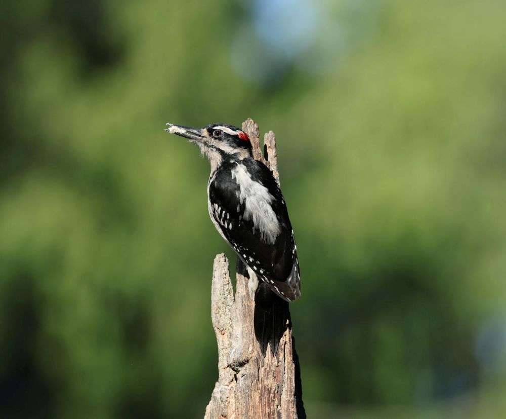 Hairy Woodpecker sitting on a broken post