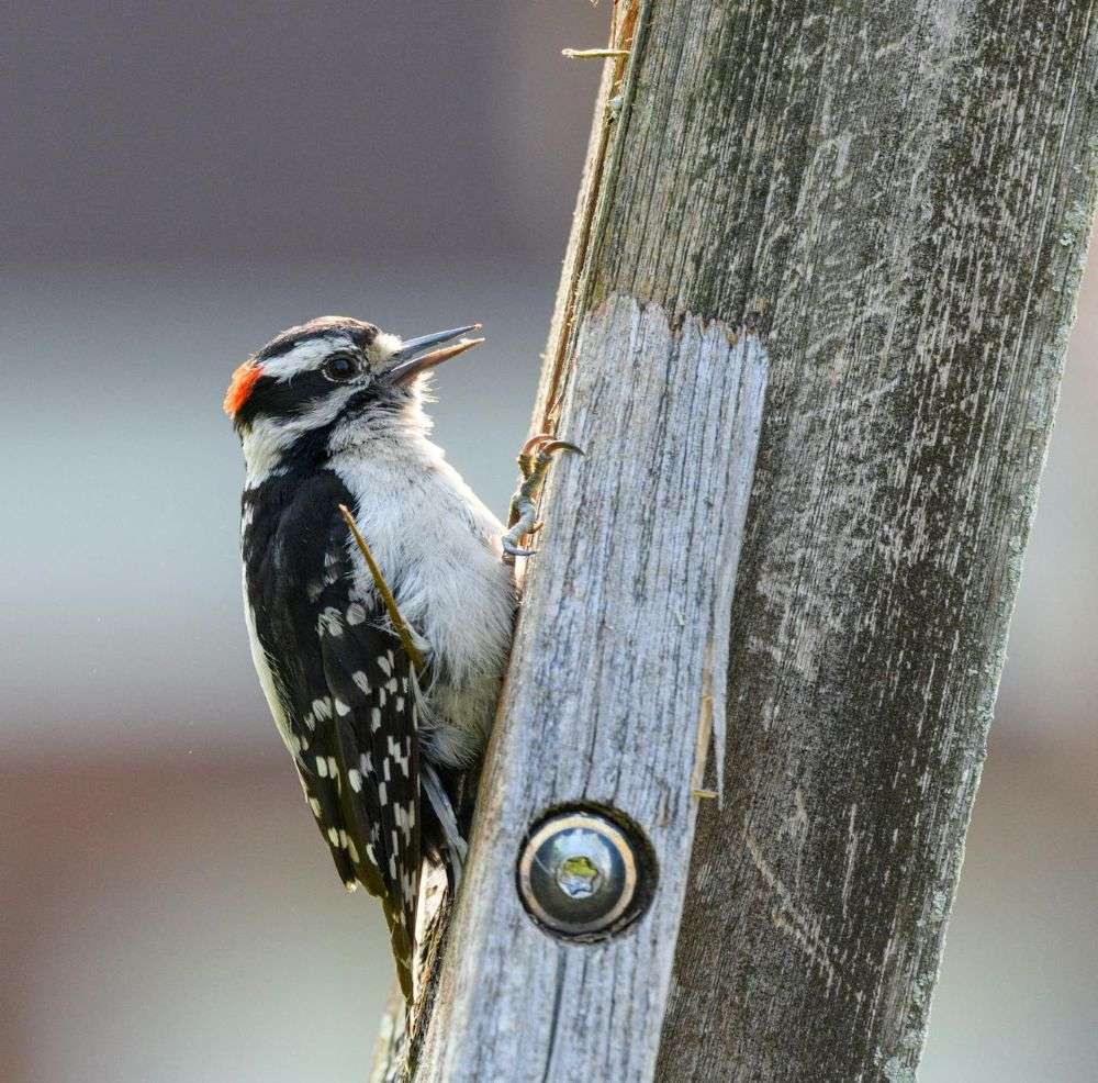Hairy Woodpecker holding on to a post