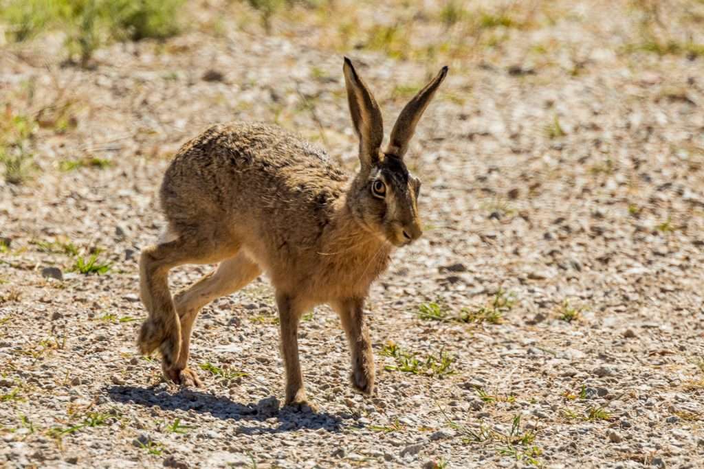 A large hare with pointed ears is walking