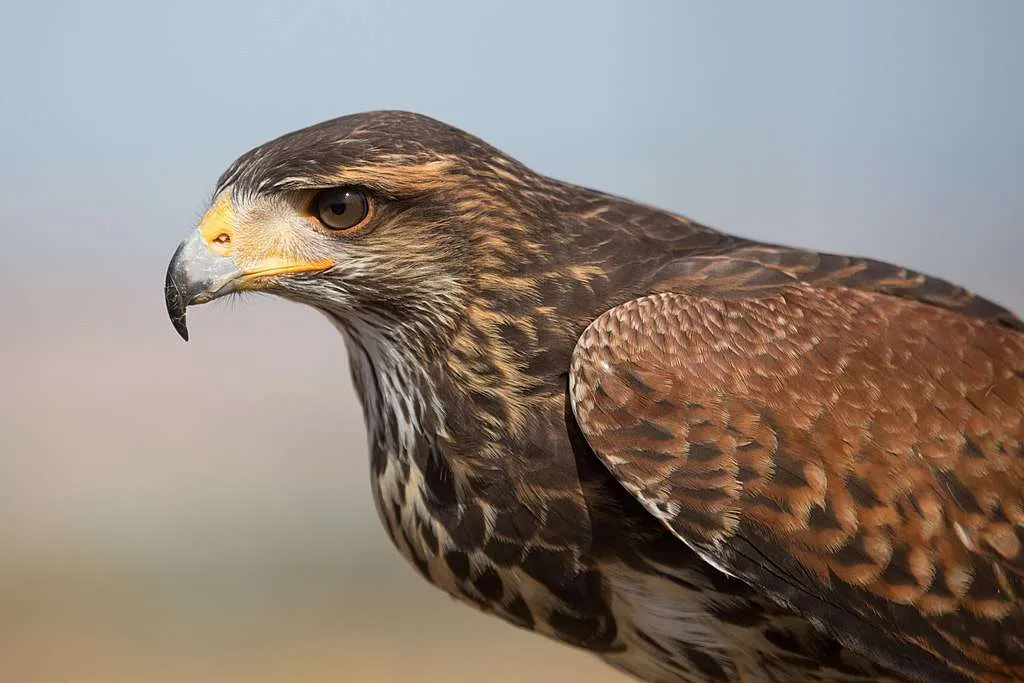 Close up shot of Harris's Hawk