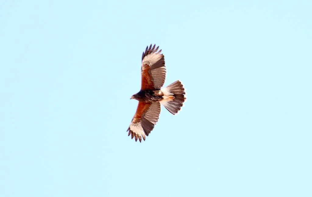 Harris's Hawk in flight